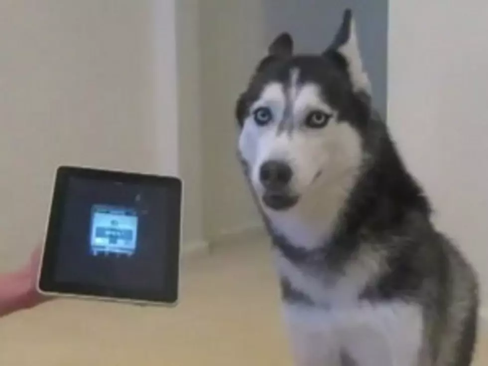 10 Adorable Videos of Animals Using iPads