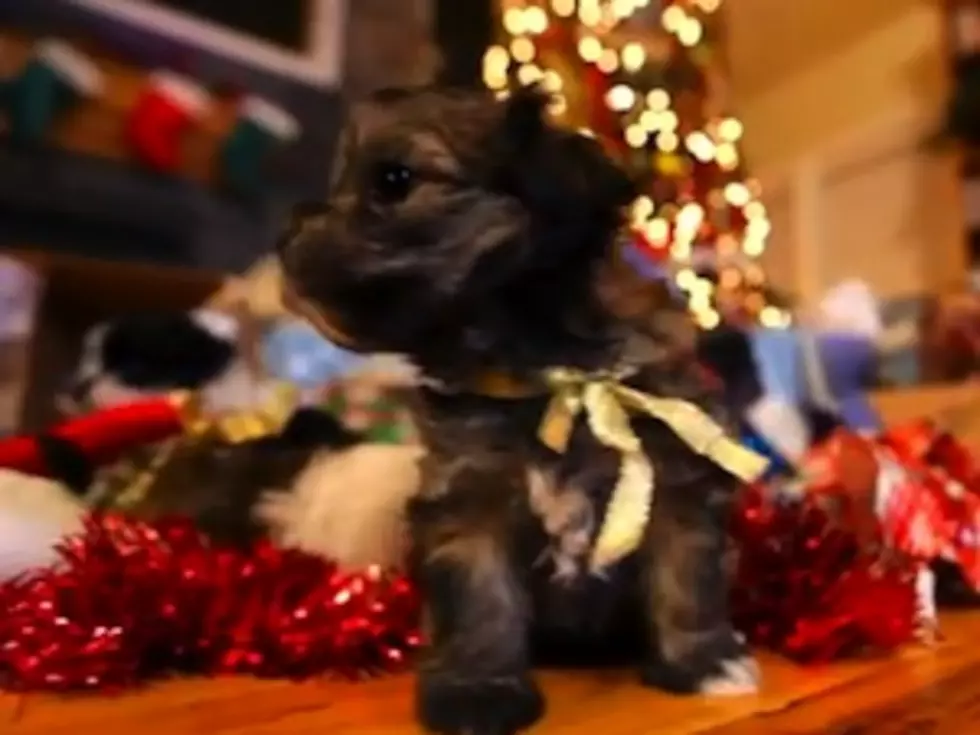 Puppies and Christmas Presents &#8212; Two Awesome Things Made Awesomer Together! [VIDEO]