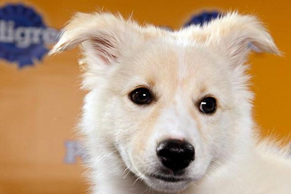 Animal Planet Announces Starting Lineup For Puppy Bowl VIII [IMAGES]