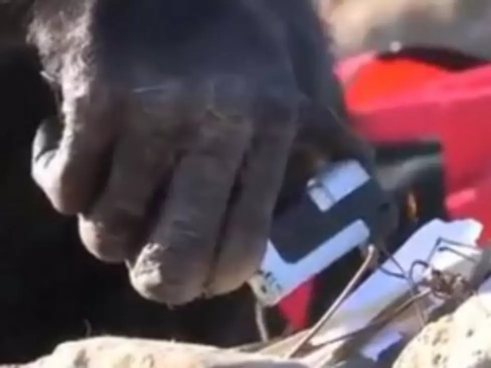 Chimpanzee Makes a Fire and Roasts Marshmallows &#8212; Is This the &#8216;Rise of the Apes&#8217;? [VIDEO]