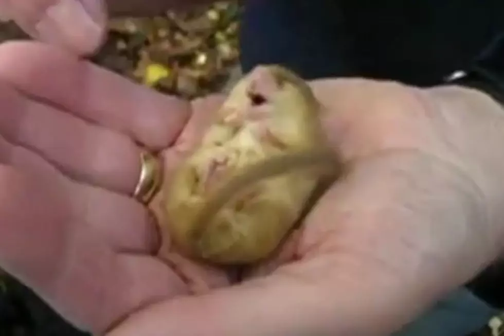 Sleeping Dormouse Snores Like a Trucker [VIDEO]