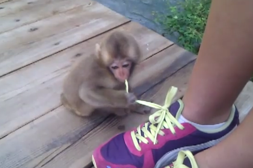 Baby Snow Monkey Snacks On Shoelaces [VIDEO]