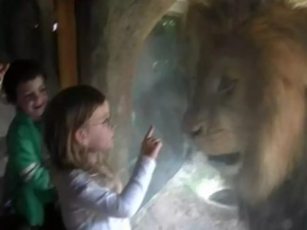 Watch a Toddler&#8217;s Brave Reaction to an Angry Lion [VIDEO]