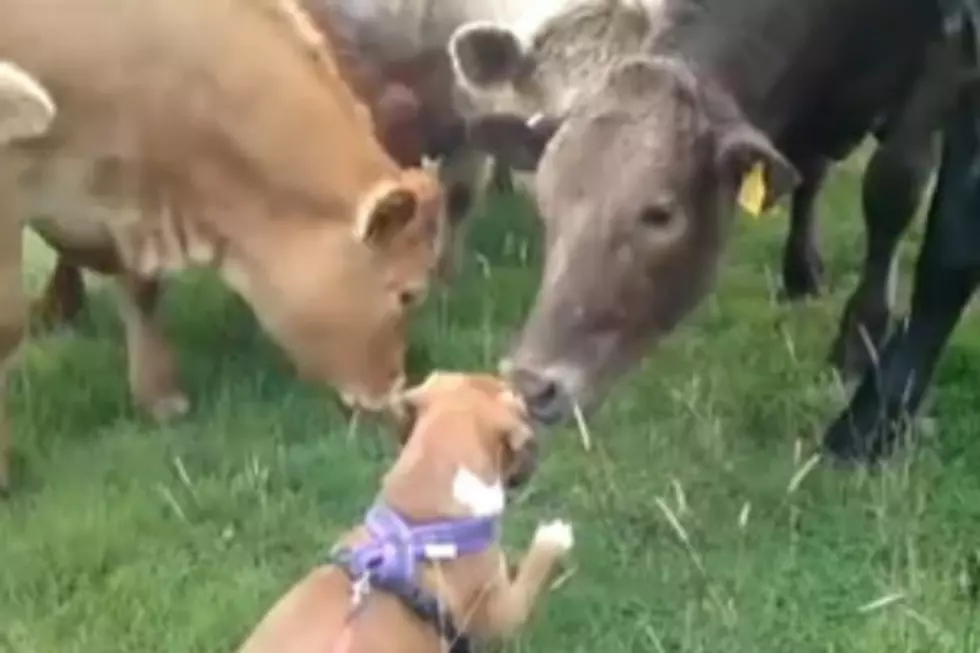 Cow Herd Welcomes Pup as One of Its Own &#8211; Almost