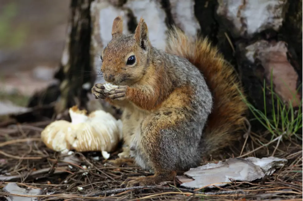 10 Awesome Squirrels for Squirrel Appreciation Day [VIDEOS]