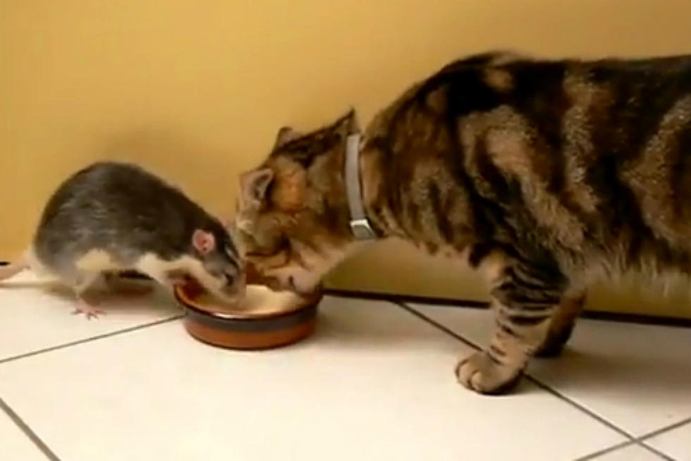 Cat and Rat Put Aside Feud and Share a Bowl of Milk