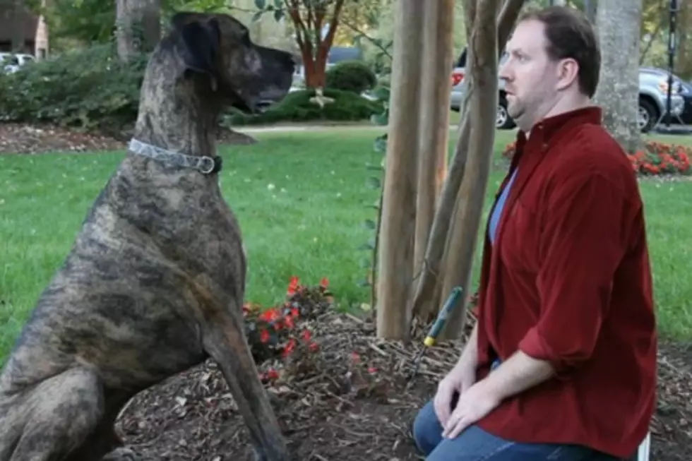 Dog Bribes Owner In Fan-Created Doritos Super Bowl 2012 Commercial [VIDEO]