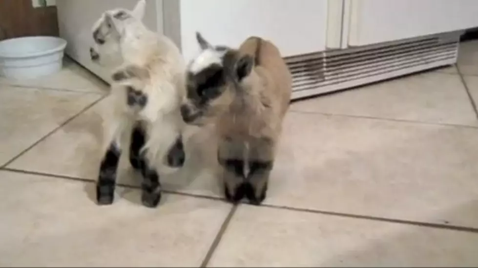 Baby Goats Love Hall and Oates