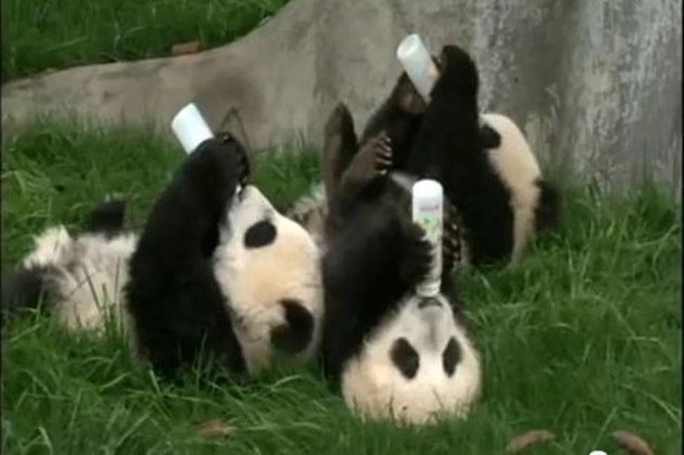 Baby Pandas Drinking Milk Is a Cuteness Overload