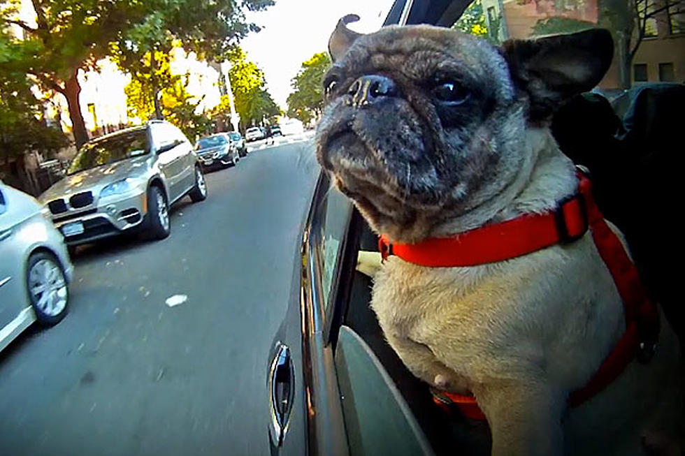 Feel Free to Geek Out Over Slow-Motion Footage of Dogs Hanging Out Car Windows