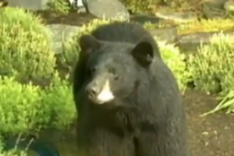 Wild Bears Crash Live TV Weather Report