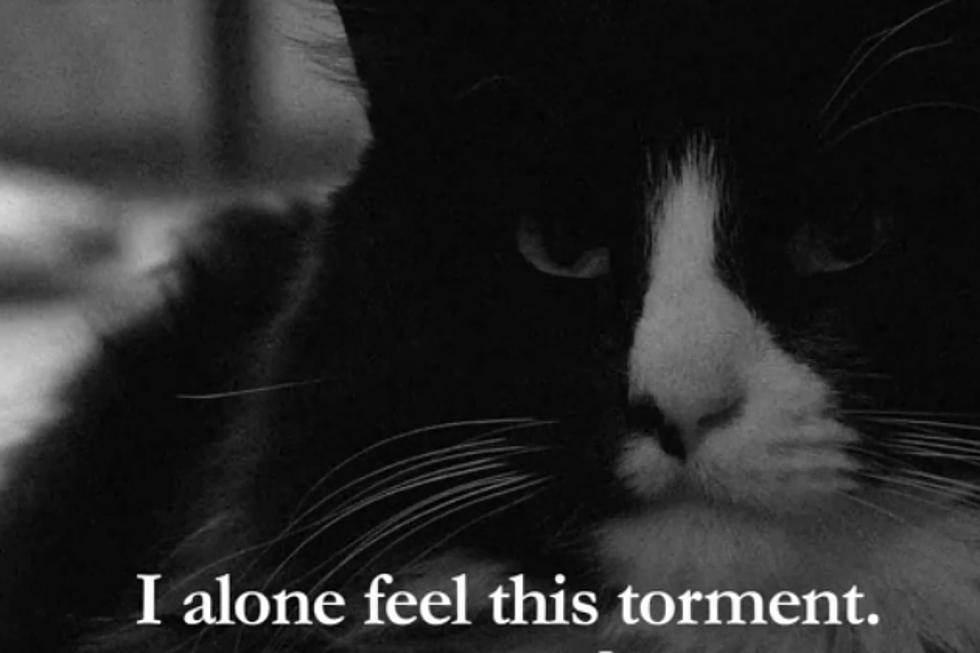 ‘Henri the Existential Cat’ Wins Best Cat Video of the Year — TheFW Awards 2012