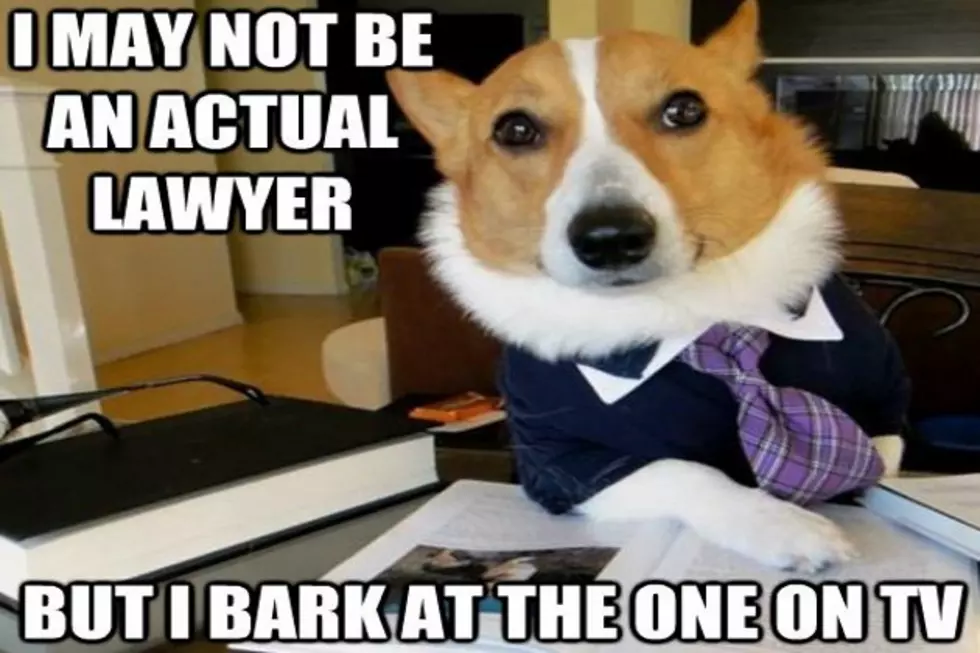 &#8216;Lawyer Dog&#8217; Meme Has a Nose for Justice
