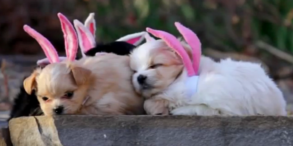 This Is How Puppies Celebrate Easter