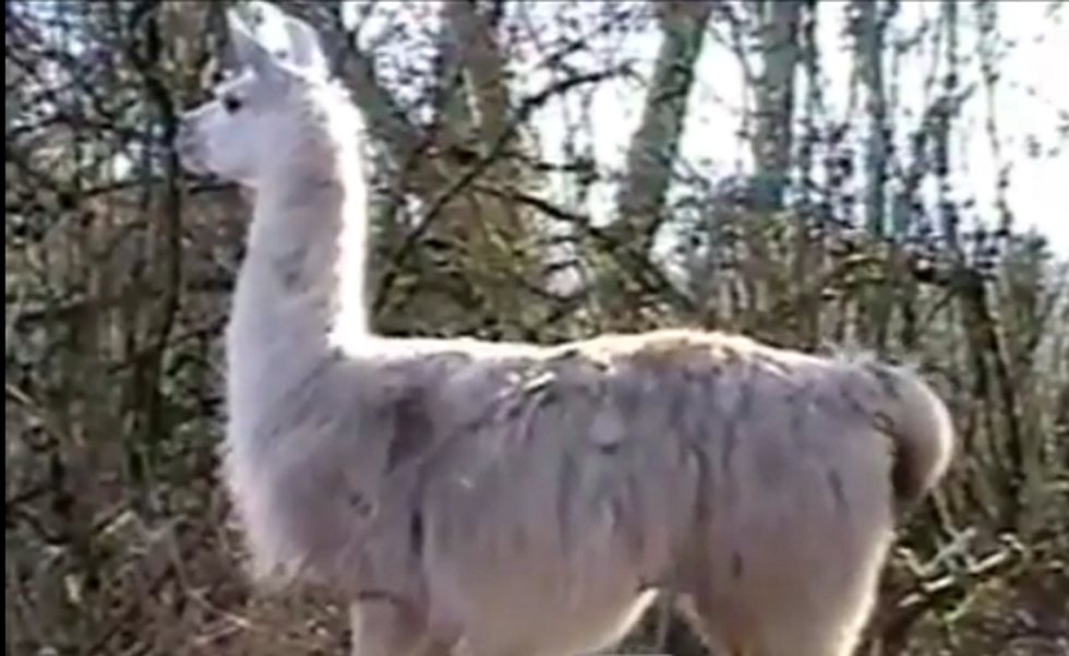 Llama Finds Cows Hilarious