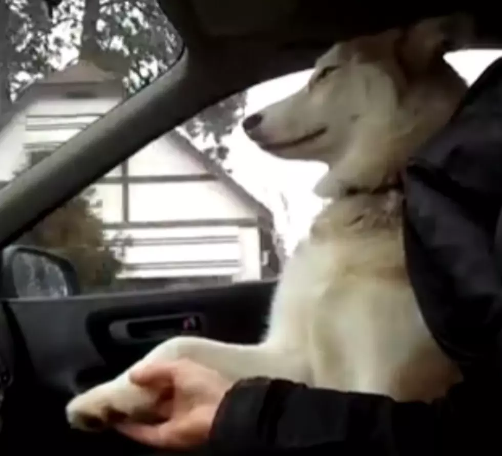 This Husky Just Wants to Hold Your Hand