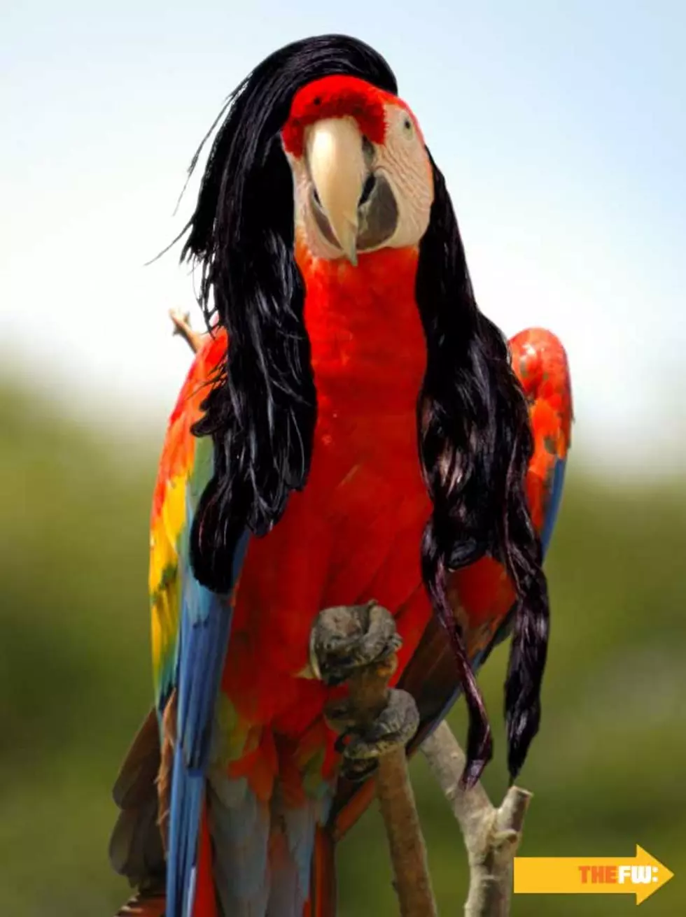 Animals With Skrillex Hair &#8211; Parrot