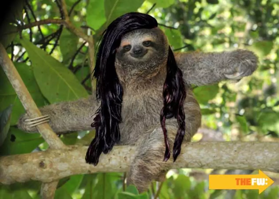 Animals With Skrillex Hair – Sloth