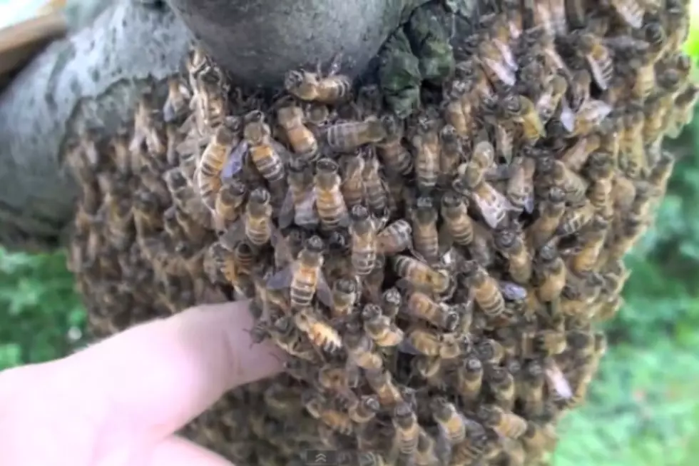 Brave Guys Remove a Hive of Bees from Tree