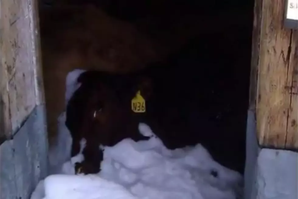 Forest Service Considers Blowing Up Frozen Cows