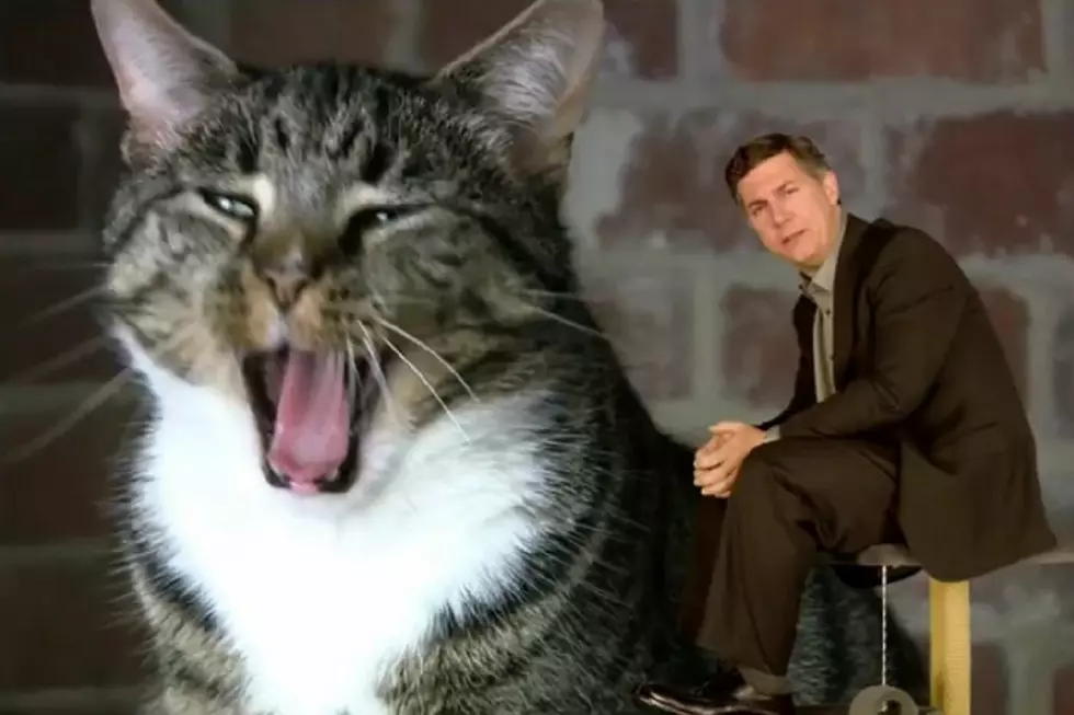 Chris Parnell Fights the Scourge of ‘Cat Boredom’