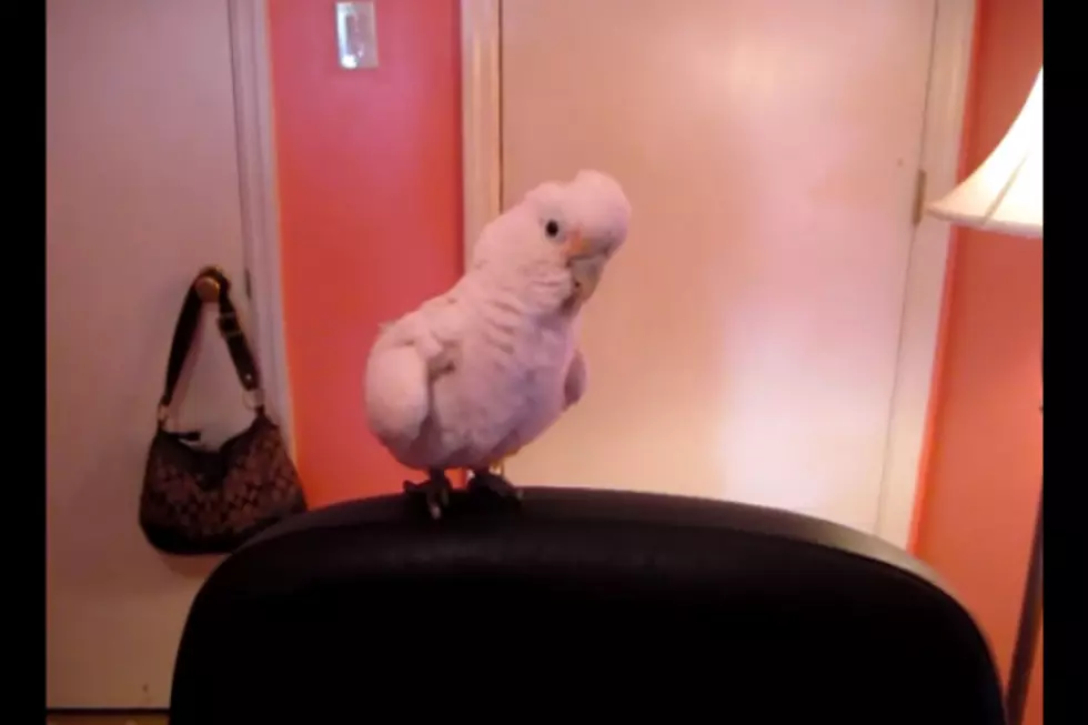 Larry the Bird Will Teach You How to &#8216;Dougie&#8217;