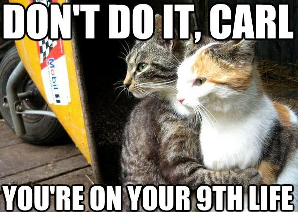 Restraining Cat Meme Explains How Felines Get Their Legendary Cool