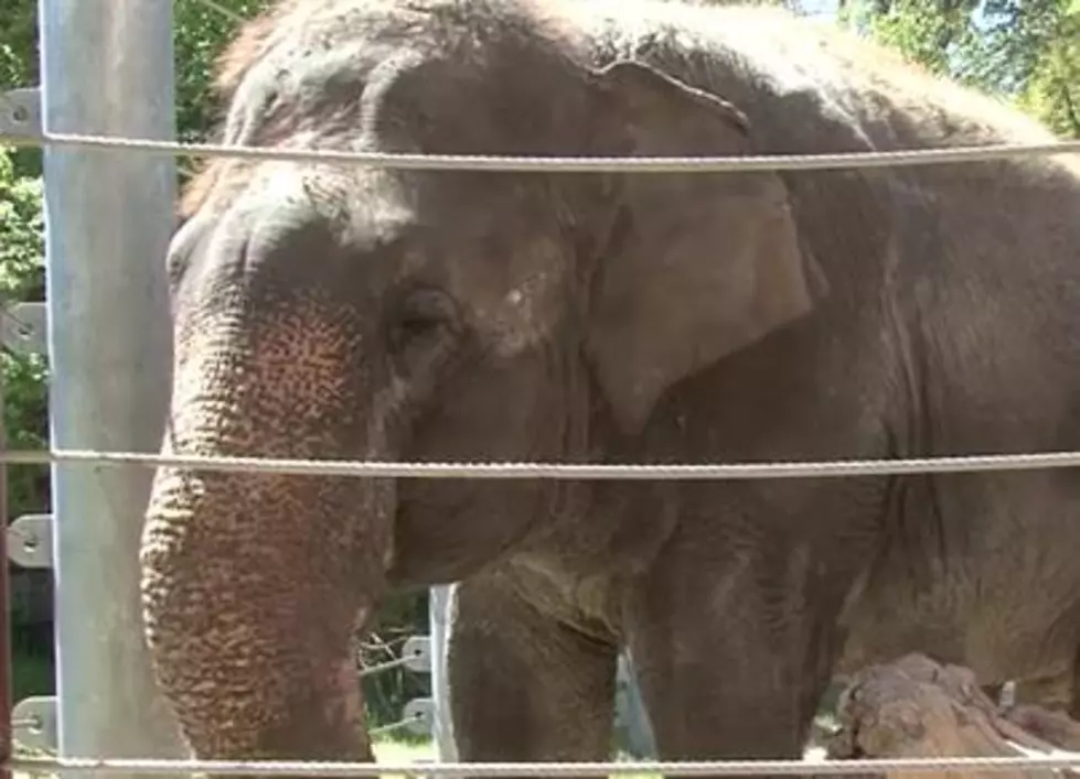 Will a Harmonica-Playing Elephant Be the Next Big Blues Player?