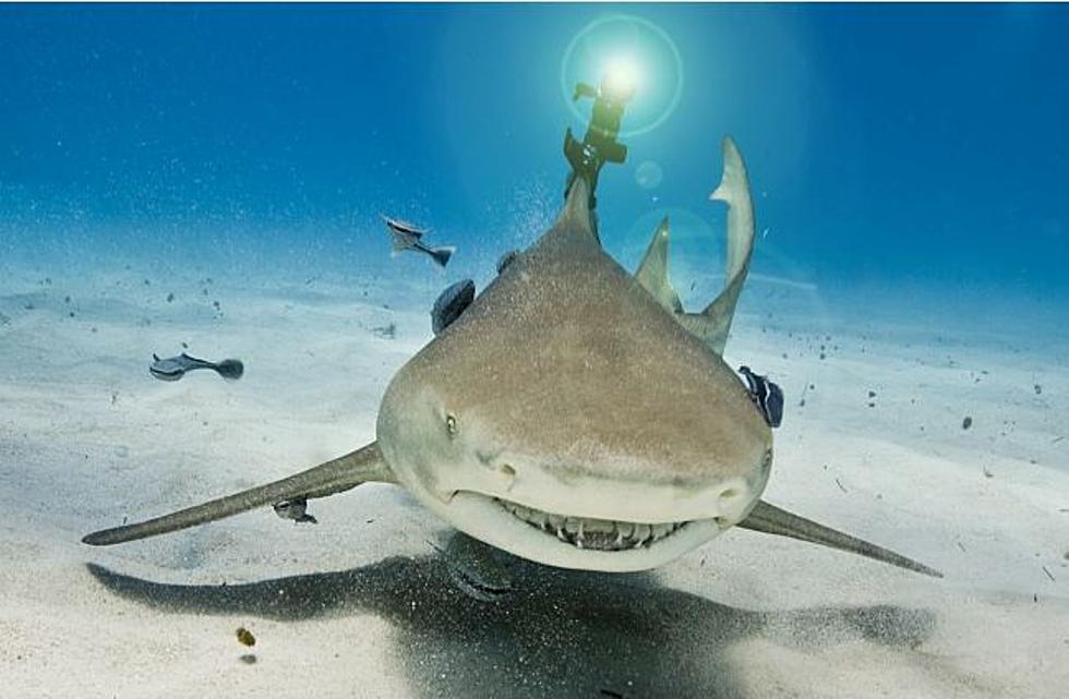 ‘Laser Sharks’ Are Now a Terrifying Reality