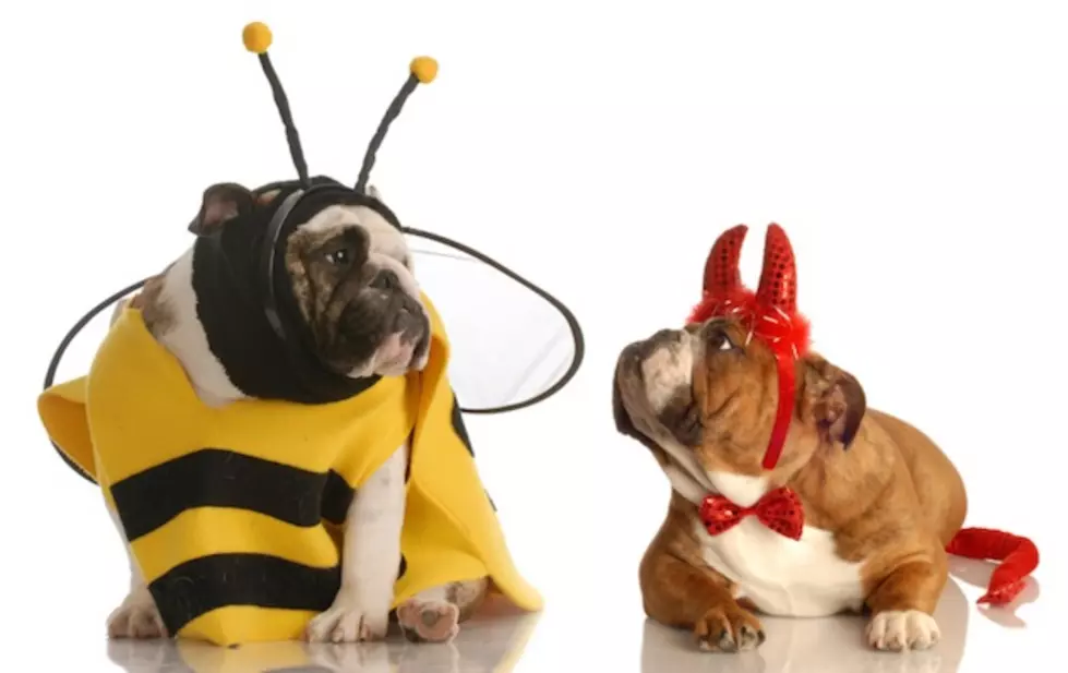 4 Halloween Tips For Pet Safety