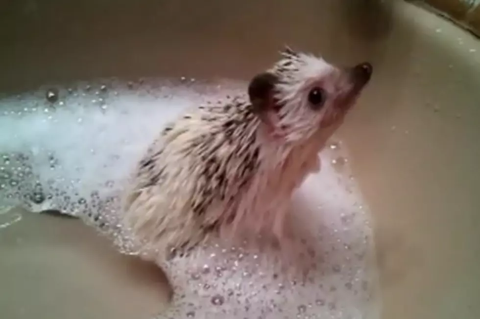 Need a Cuteness Injection? Try a Baby Hedgehog Taking a Bath