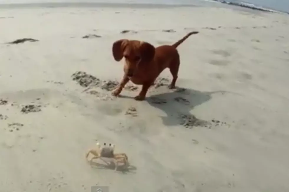 Dachshund Puppy Taunts Ghost Crab in Epic Playtime Battle