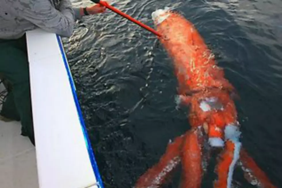 Giant Squid Spotted Off Coast of New South Wales