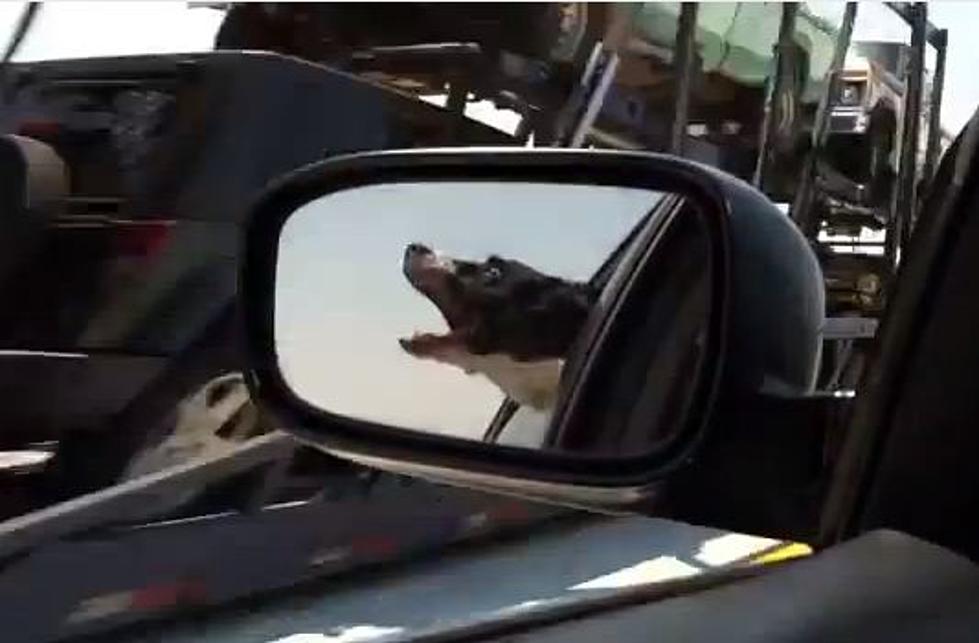 Dog In Car Tries to Take a Bite Out of Oncoming Traffic