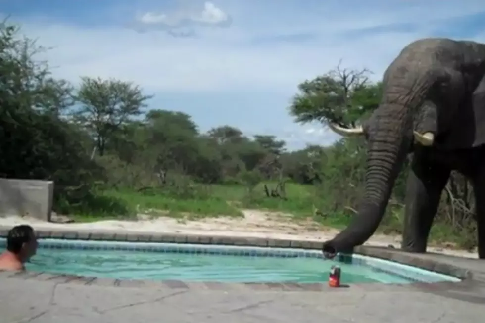 Rude Elephant Crashes Pool Party