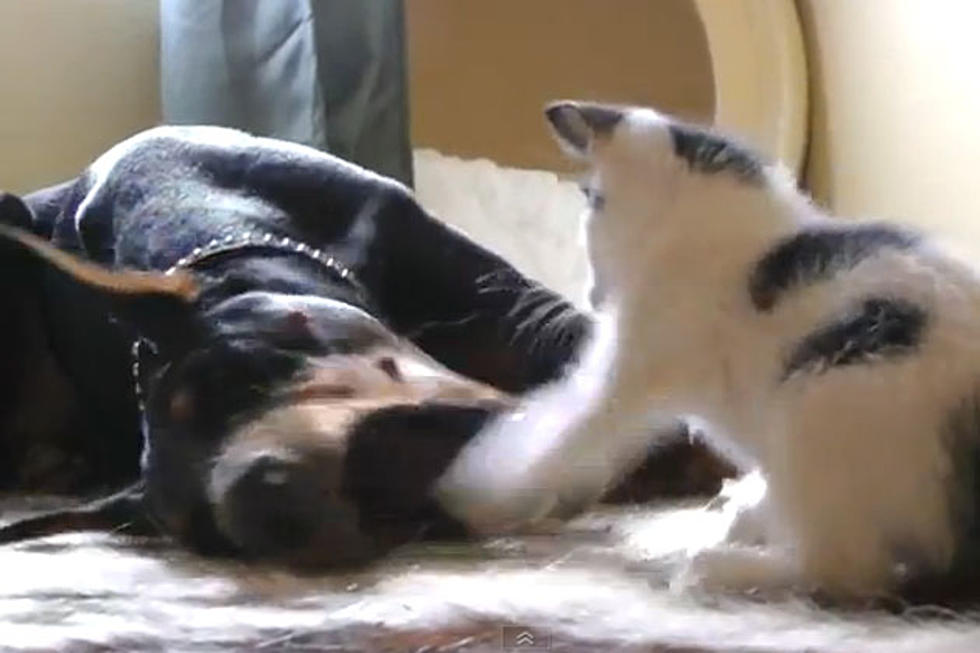 It&#8217;s Kitten Versus Doberman In Cutest Match-Up Ever