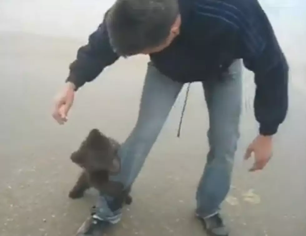 World’s Cutest Grizzly Bear Attack Caught on Tape
