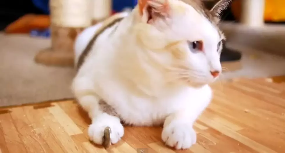 Cat Adorably Dislikes Coins [SHAMELESS ANIMAL VIDEO OF THE WEEK]