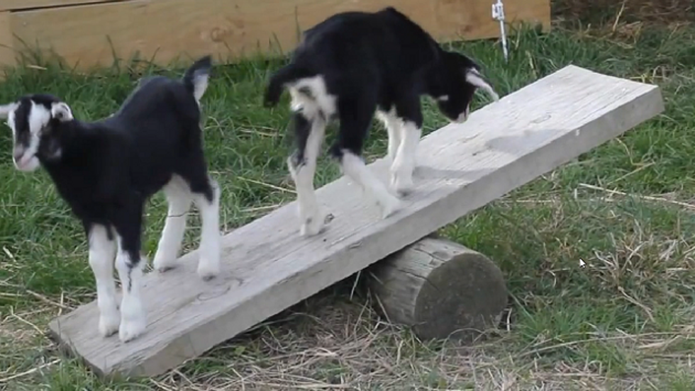Goats on a See Saw Will Rock Your Cuteness World [SHAMELESS ANIMAL VIDEO OF THE WEEK]