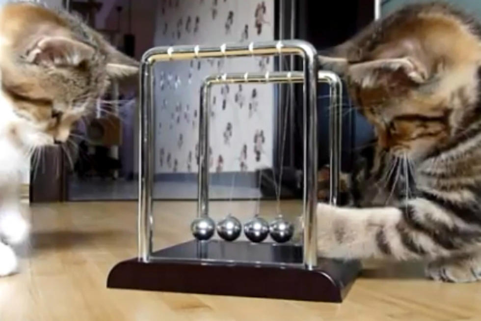 Learn Physics From Kitties