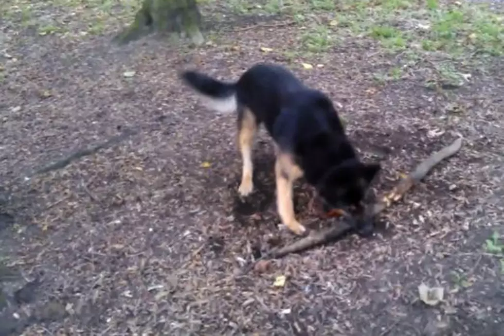 Cute Dog Will Stop at Nothing to Pick Up Stick