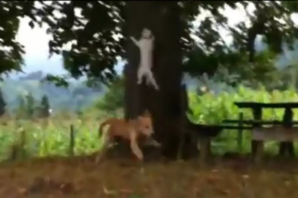 Cat Eludes Dog With Amazing Ninja Move