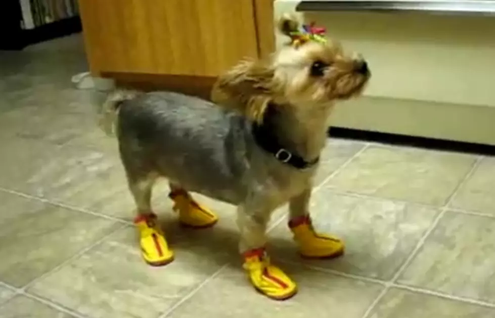 10 Adorable Dogs Wearing Shoes