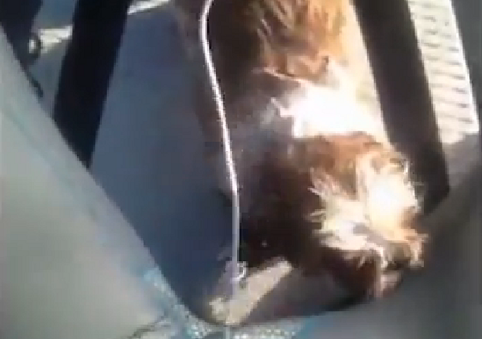 Paddleboarder Saves Shih Tzu Puppy With Ten Minutes To Spare