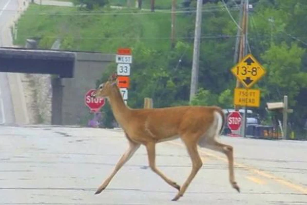 Oh Deer: The Risk of You Hitting a Wild Animal in November Is High