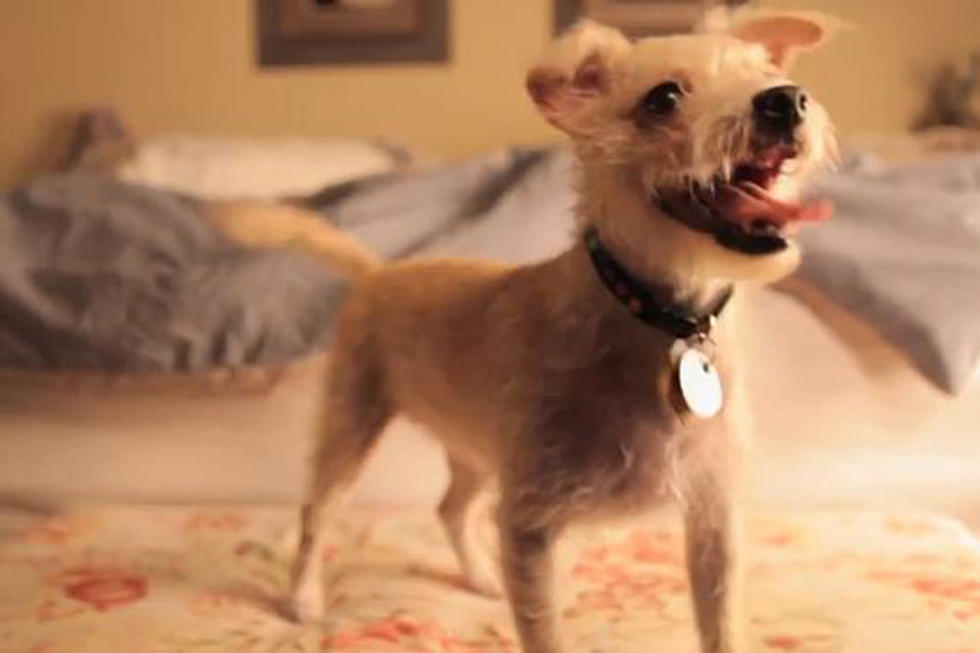 ‘Dexter’ Gets a Cute Canine Parody