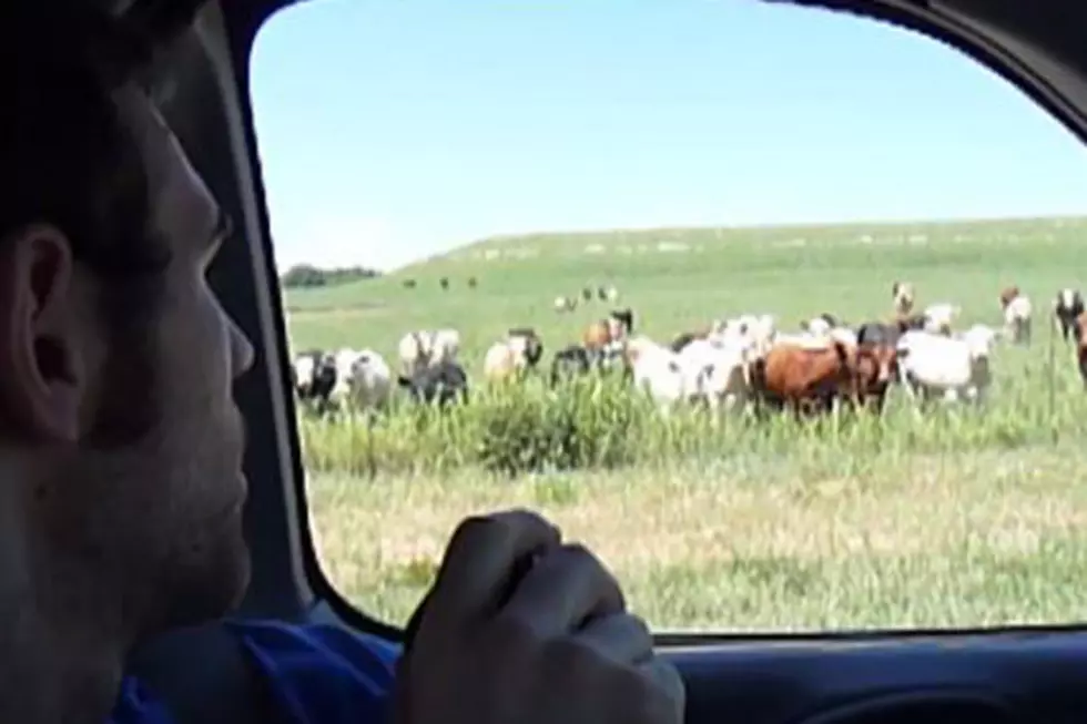 Man Herds Cattle With PA System