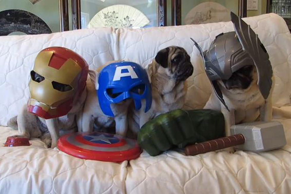 Pug Avengers to the Rescue!