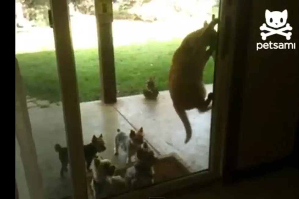 Cat Opens Door For Puppies