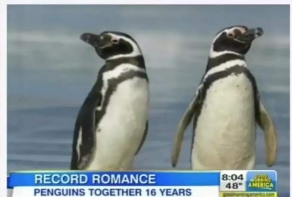 Penguin Couple Has Remained Faithful for 16 Years